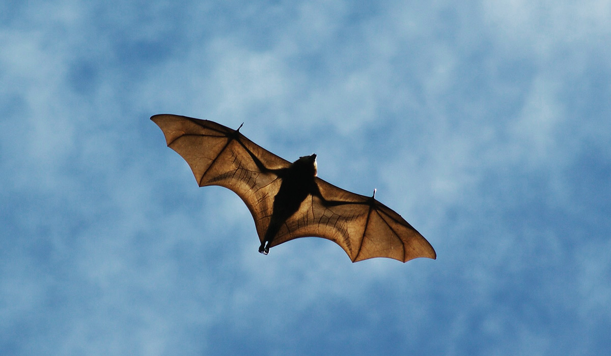 La roussette de Maurice, sentinelle ailée d'un écosystème fragile